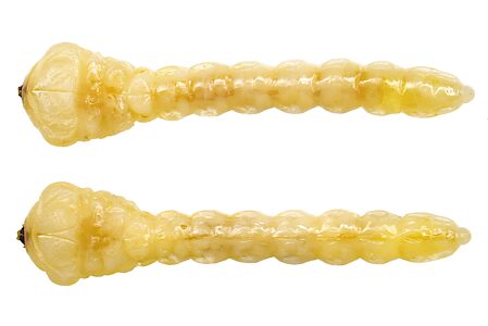 Anilara subcostata, PL4122G, larva, from Spyridium vexilliferum (PJL 3295) stem, SL